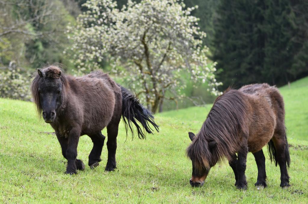 Müllerjörgenhof Lägenhet Gutach Exteriör bild
